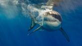 White Shark Behavior Under Cage-Diving Pressure