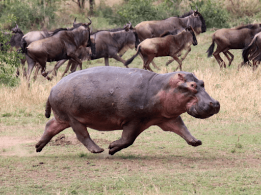 Hippos Can’t Swim, But It Turns Out They Can Fly