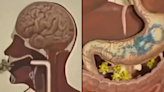 Fascinating video shows how fasting works inside the human body