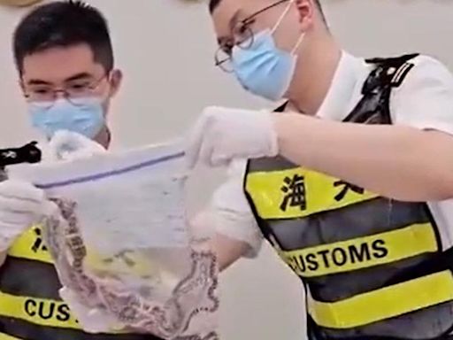 Man caught smuggling 100 snakes in his trousers