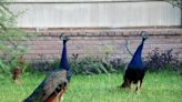 San Antonio City Council looks to ramp up protections for wild peacocks