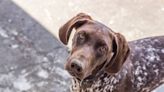 Video of Dog 'Patiently' Waiting for Her Breakfast to Be Served Is Cracking People Up