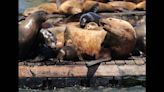 Massive, rare sea lion unexpectedly appears at California pier. What makes him special?