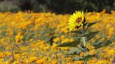 Producción de la flor de girasol en Zinacatepec se ha frenado por falta de difusión