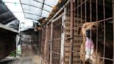 Korean Animal Groups Save 21 Canines Left Behind at Dog Meat Farm from 'Unbearable Situation'