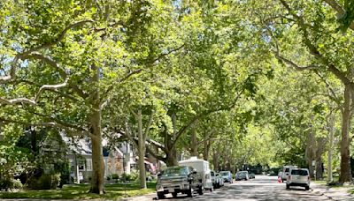 Trees are casting shade on California’s climate-proofing