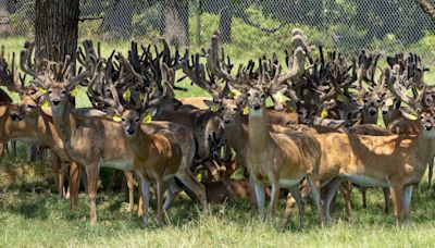 Texas Slaughters Hundreds Of Diseased Deer Over 85-Year-Old Rancher’s Protests