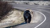 Investigation over grizzly bear found dead near Yellowstone national park