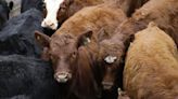 American meat production under attack, says Florida governor