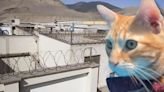 Conoce la historia de Sony: el gatito ‘recluido’ en el penal Ancón I