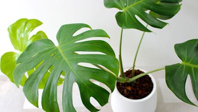 How to Tell If Your Monstera Plant Is Dying