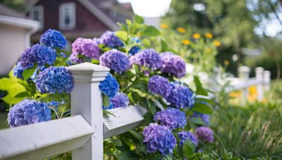 No Front Yard Is Complete Without One of These Beautiful Hydrangeas