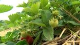 Trax Farms not offering Pick-Your-Own strawberries this season