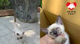 幼貓患貓瘟被遺棄公園 仍努力和死神搏鬥 - 香港動物報 Hong Kong Animal Post