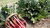 Rhubarb festival to be held June 1 - Addison Independent