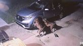 Aggressive dogs tear up car to get to cat, causing $3,000 in damage