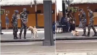 La reacción de este perro policía a las órdenes del agente se hace viral