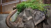 Mali, dubbed the 'world's saddest elephant,' dies at Manila Zoo after decades in captivity