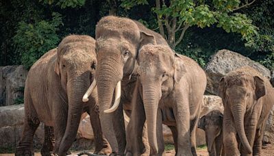 Death of zoo's beloved elephant Sundara leaves staff in tears