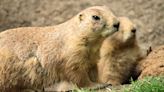 Endangered and threatened animals in the Texas Panhandle, High Plains