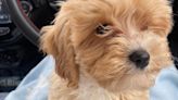 Heartless breeder advertises £800 dead puppy leaving couple heartbroken