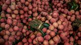 China’s $4 Billion Lychee Harvest Devastated by Extreme Weather