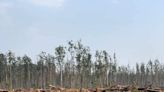 Unsustainable eucalyptus logging in Angola’s Benguela region