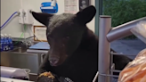 Black bear lunges at surprised Tennessee park employee, video shows