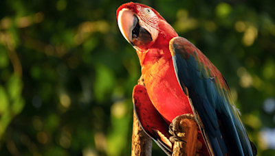 Parrot Is Living His Best Life Racing His Motorcycle-Loving Owner