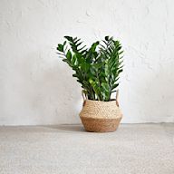 The ZZ plant is a low-maintenance plant with glossy, dark green leaves that can tolerate low light and infrequent watering. Its also known for its air-purifying qualities and is a great choice for beginners.