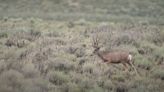 County commissioner and former Utah wildlife official investigated for alleged big game baiting