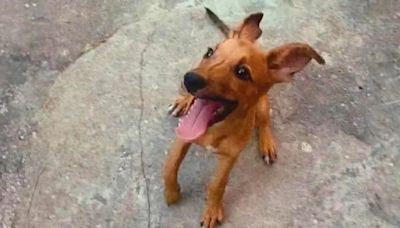 Simba, el perro abandonado que recorría las calles de Cuba con una fractura en la pata y su camino a la recuperación