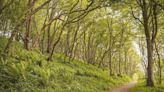 Dumfries and Galloway Woodlands offering the chance to explore trees from a new angle