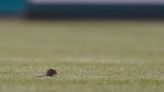 Oh Rats: Pest Scurries Across Outfield, Proves Good Luck For Mets