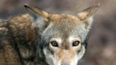 Lawsuit settlement heralded as a victory for NC’s endangered red wolf population