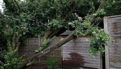 Ealing dad 'fears for his children's safety' as 'dangerous' tree threatens to collapse in garden