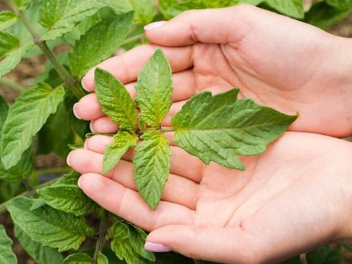 8 plantas medicinales esenciales en cualquier hogar y un par de consejos para que crezcan y ofrezcan todos sus beneficios