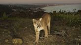 Warning issued as wild mountain lion seen roaming the hills around Hollywood