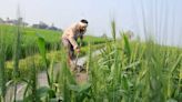 Promoting FPOs will help farmers level up, say agri-experts