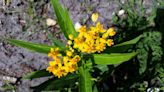 Here's what you need to know about milkweed to attract monarch butterflies | Sally Scalera