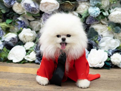 Need More Met Gala? The Upcoming Pet Gala Will Recreate the 2024 Met Gala's Looks for Dogs