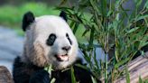 Panda diplomacy is back: China to send the U.S. a new delegation of the black-and-white bears