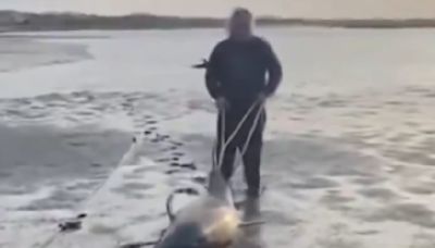 Un héroe anónimo rescató a dos delfines varados en San Antonio Este y los devolvió al mar