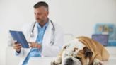 Trazodone For Dogs: Uses, Dosage, & Side Effects