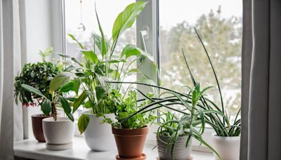 Struggling at night? Here are the 5 houseplants that will help you sleep