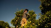 Column: For Santiago Nieto, all roads in California lead to farmworkers