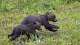 Opinion: Alberta’s move to reopen the grizzly hunt should only have been made after public consultation