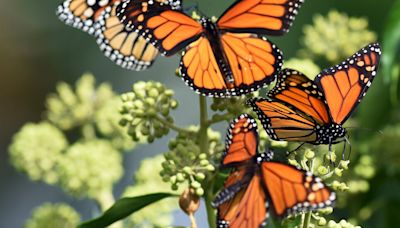 New ‘Detective Work’ on Butterfly Declines Reveals a Prime Suspect