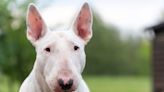 English Bull Terrier's Lazy Swim Is The Summer Activity Everyone Needs