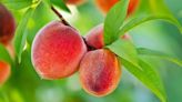 Expert tips for choosing and using perfect summer peaches